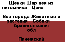 Щенки Шар пея из питомника › Цена ­ 25 000 - Все города Животные и растения » Собаки   . Архангельская обл.,Пинежский 